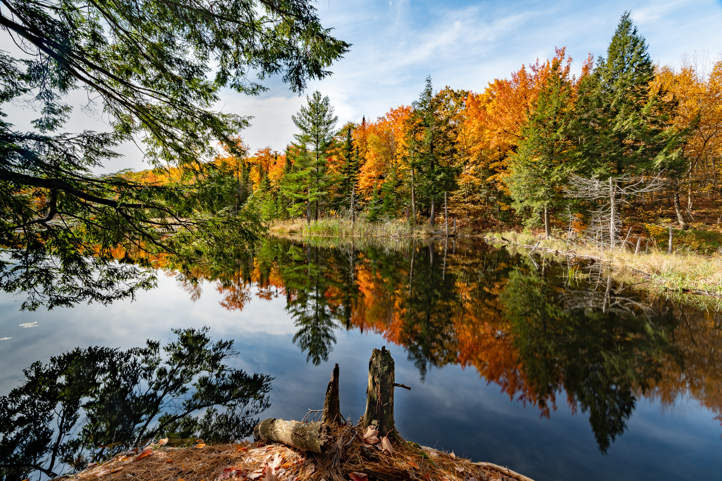 fall color bog