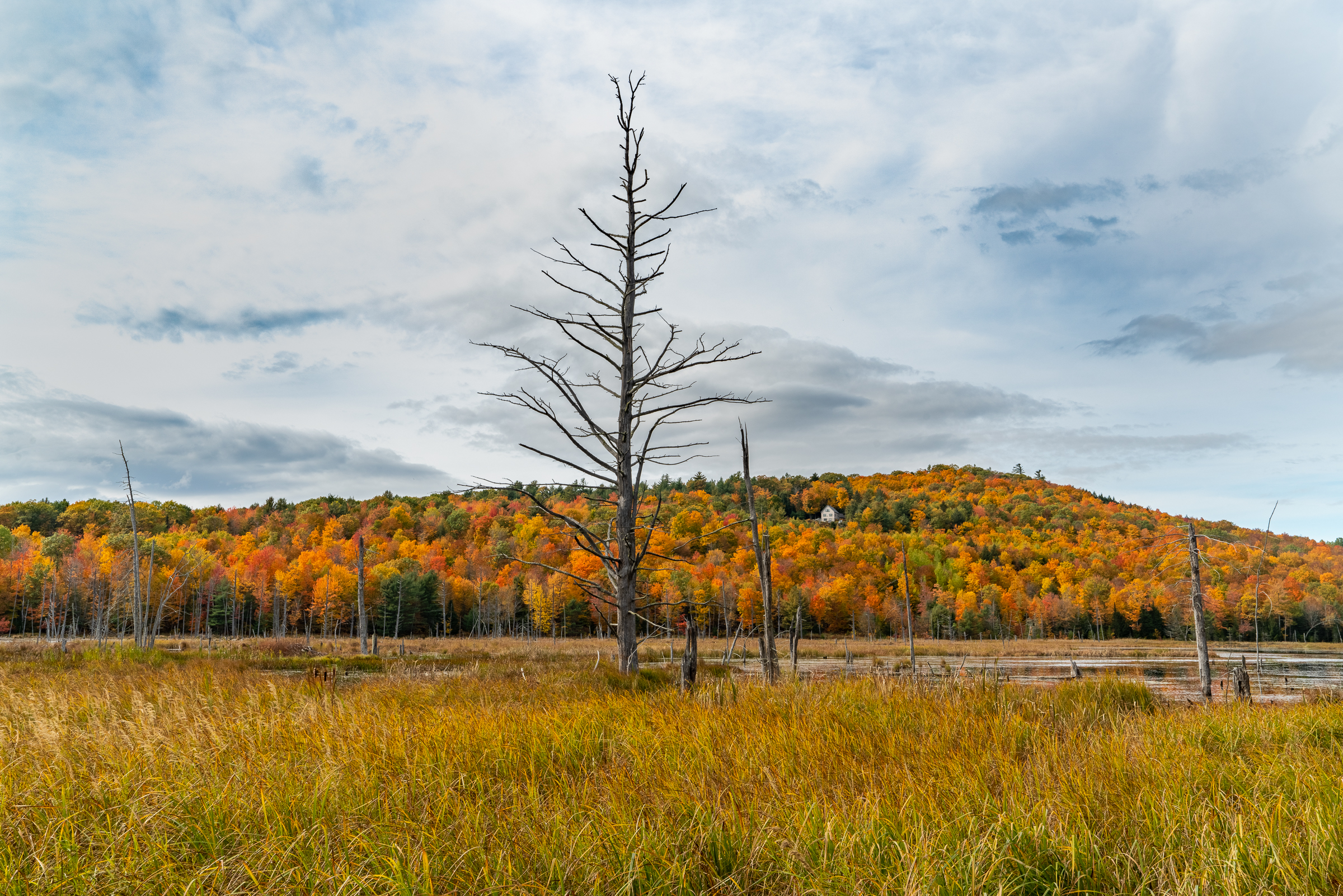 bog fall color